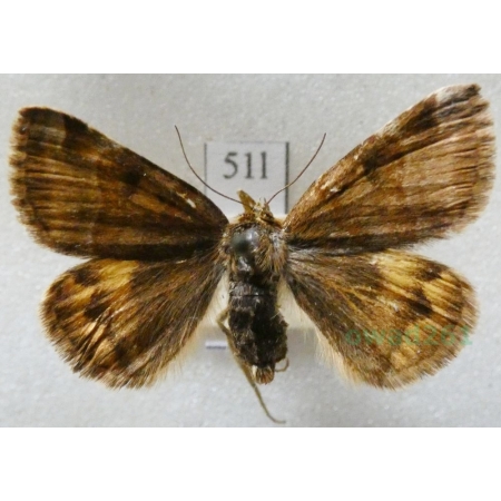 Euclidia glyphica (Linnaeus, 1758) Wygłoba koniczynówka Czech51l